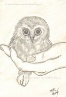 Littlest owl